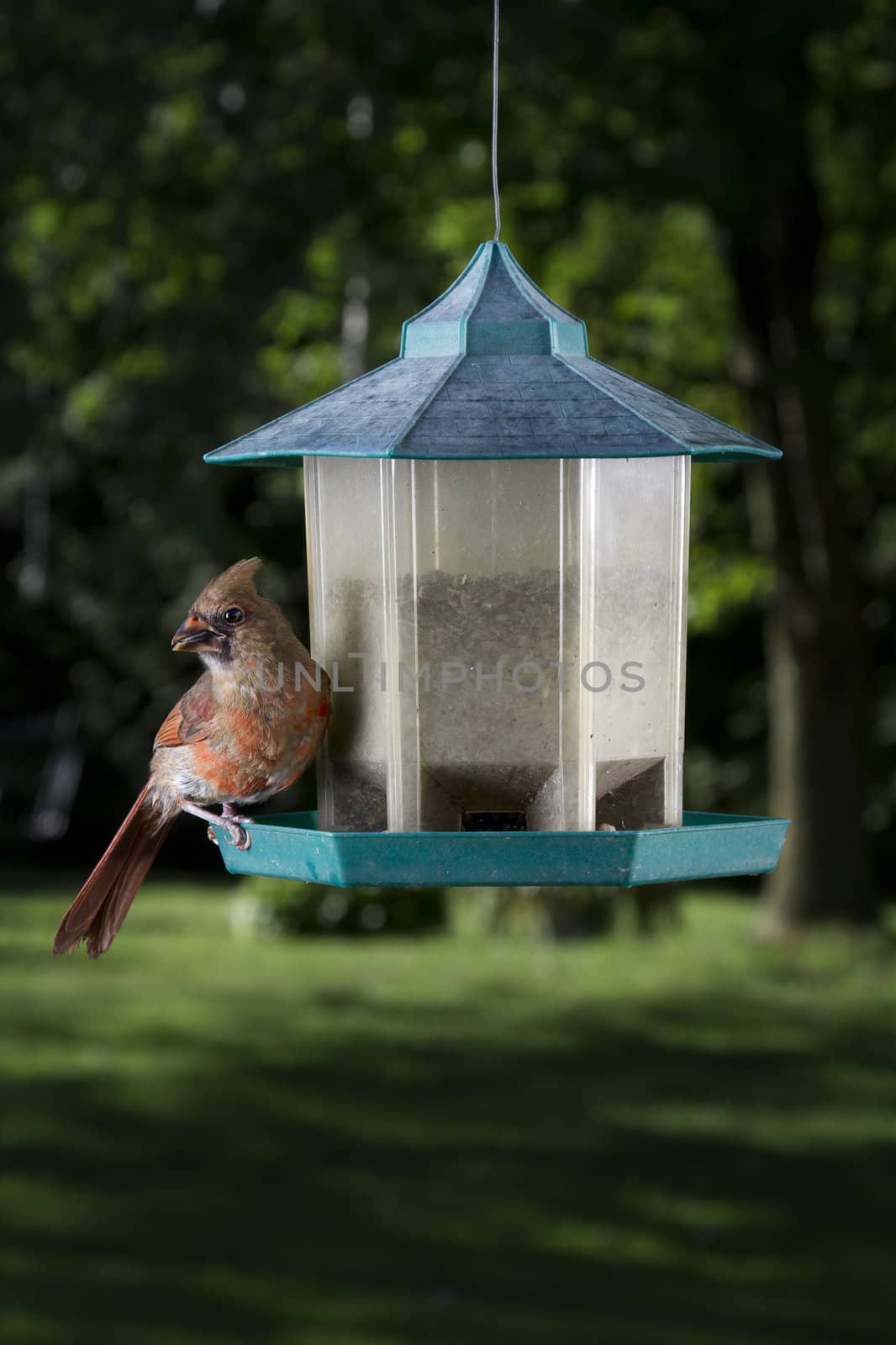 female cardinal feeding on a seed
