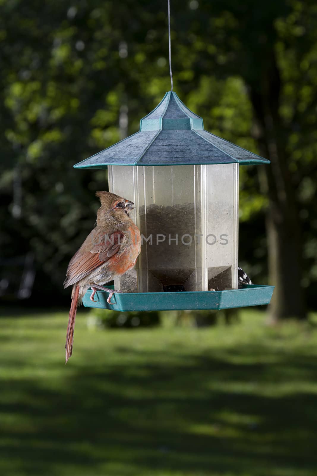 female cardinal feeding on a seed
