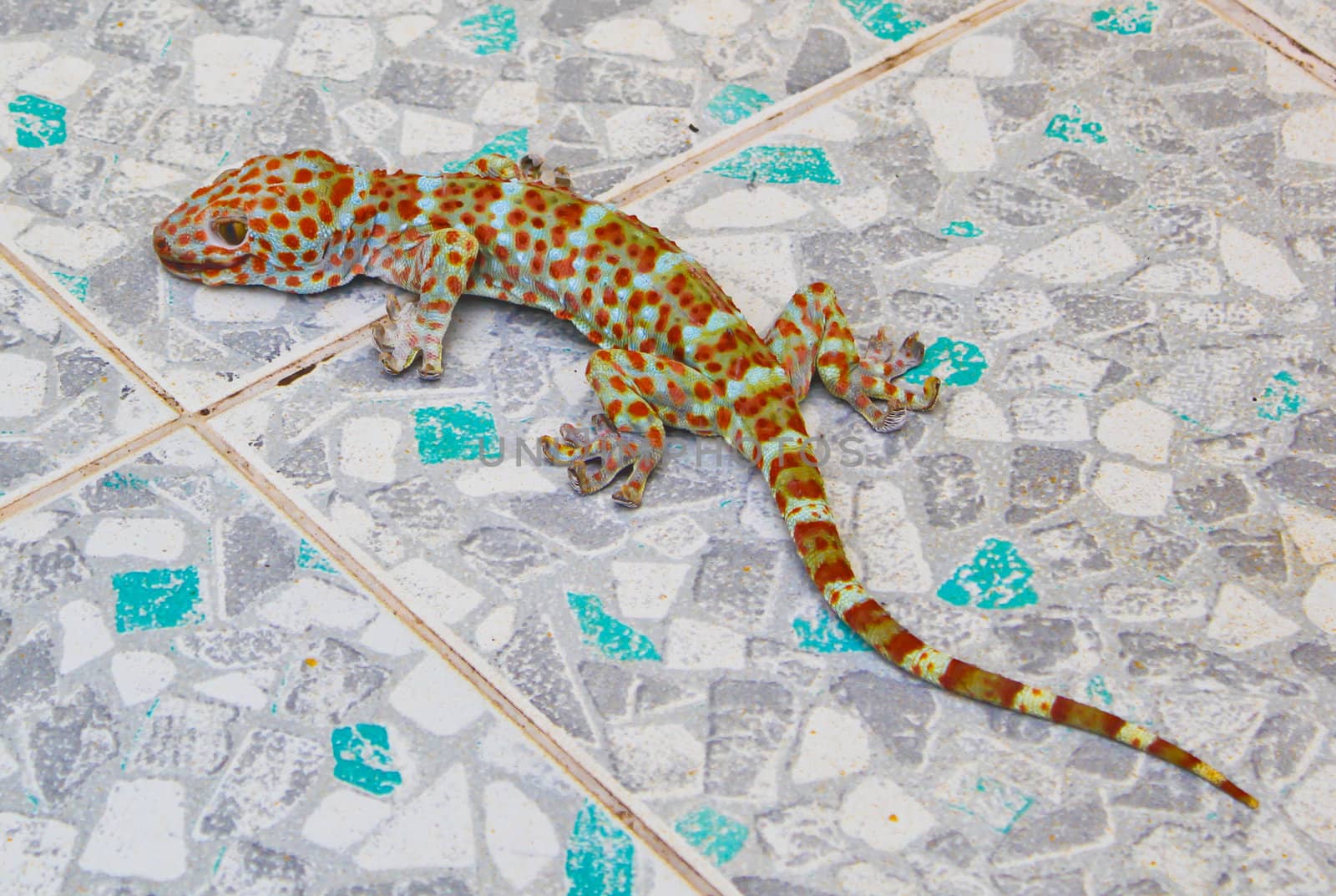 Died gecko on temple floor