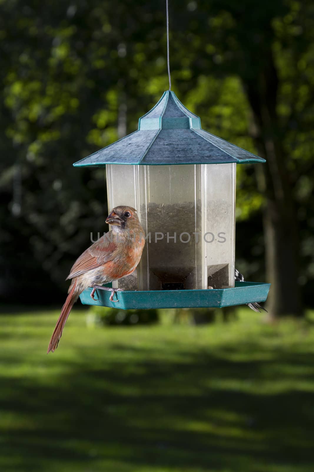 female cardinal sitting on a bird feeder 