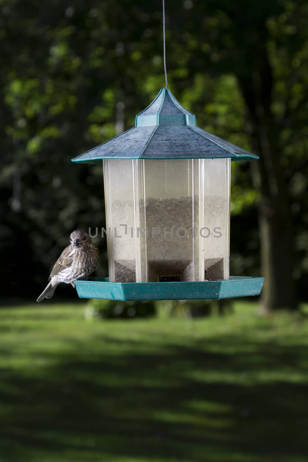 small female purple finch splitting a sunflower seed in two