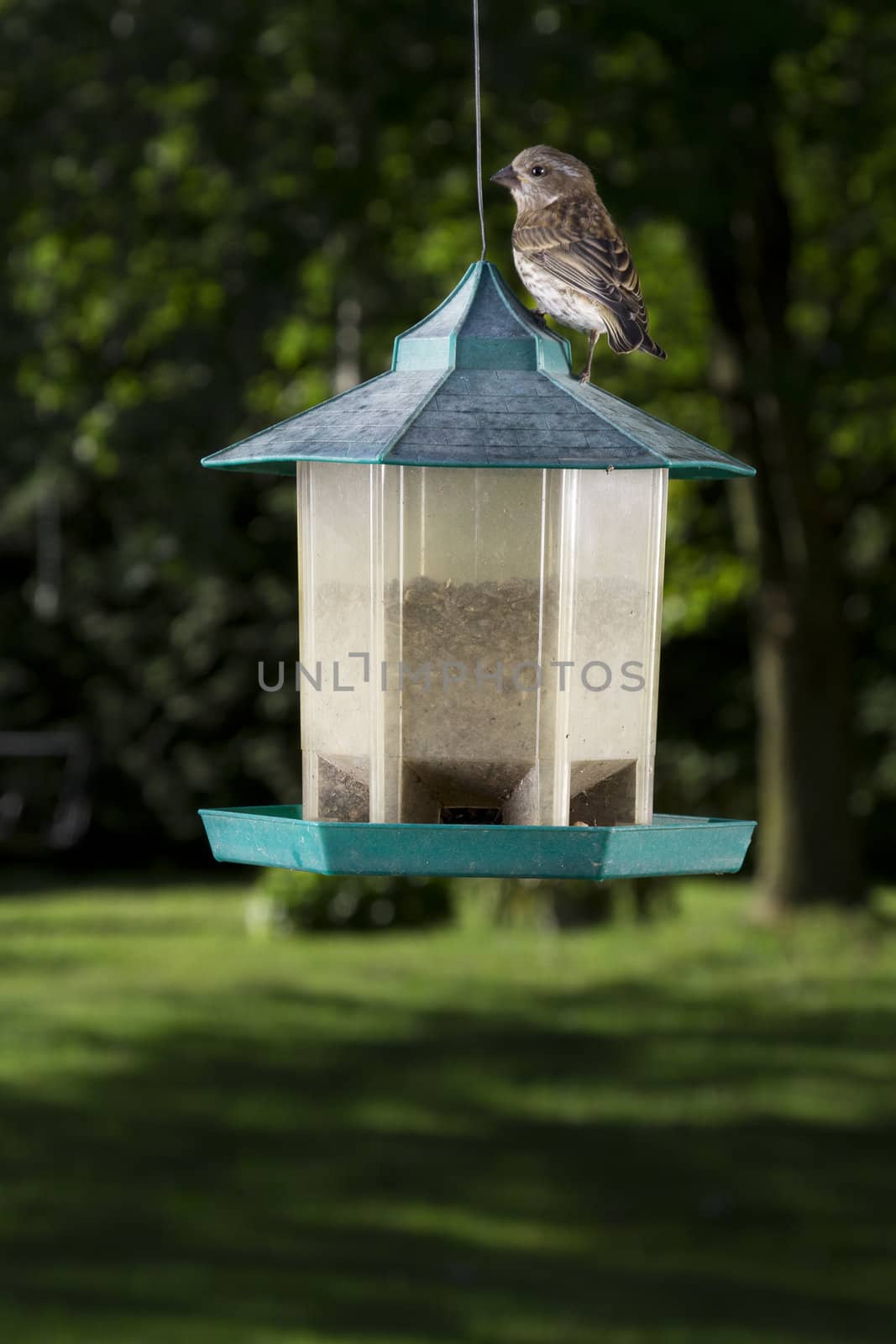 small female purple finch on top of bird feeder