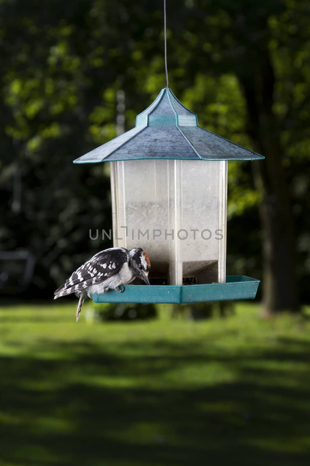 hairy woodpecker on a bird feeder, eating sunflower seeds