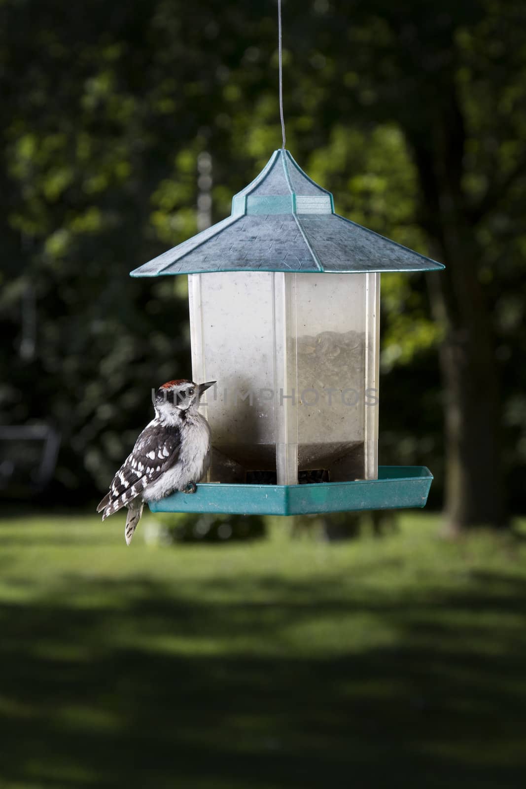 Woodpecker on a bird feeder