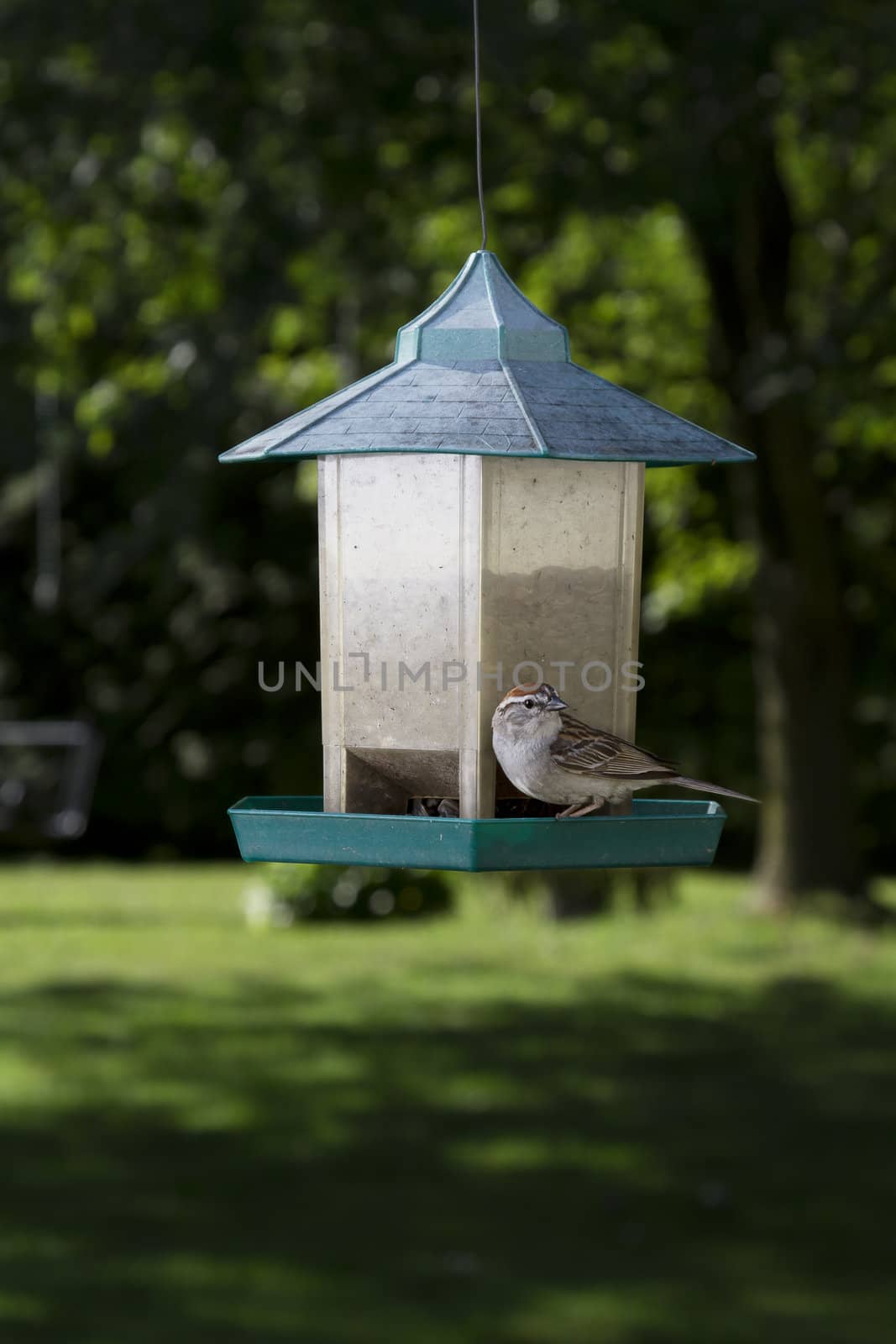 Chipping Sparrow on bird feeder