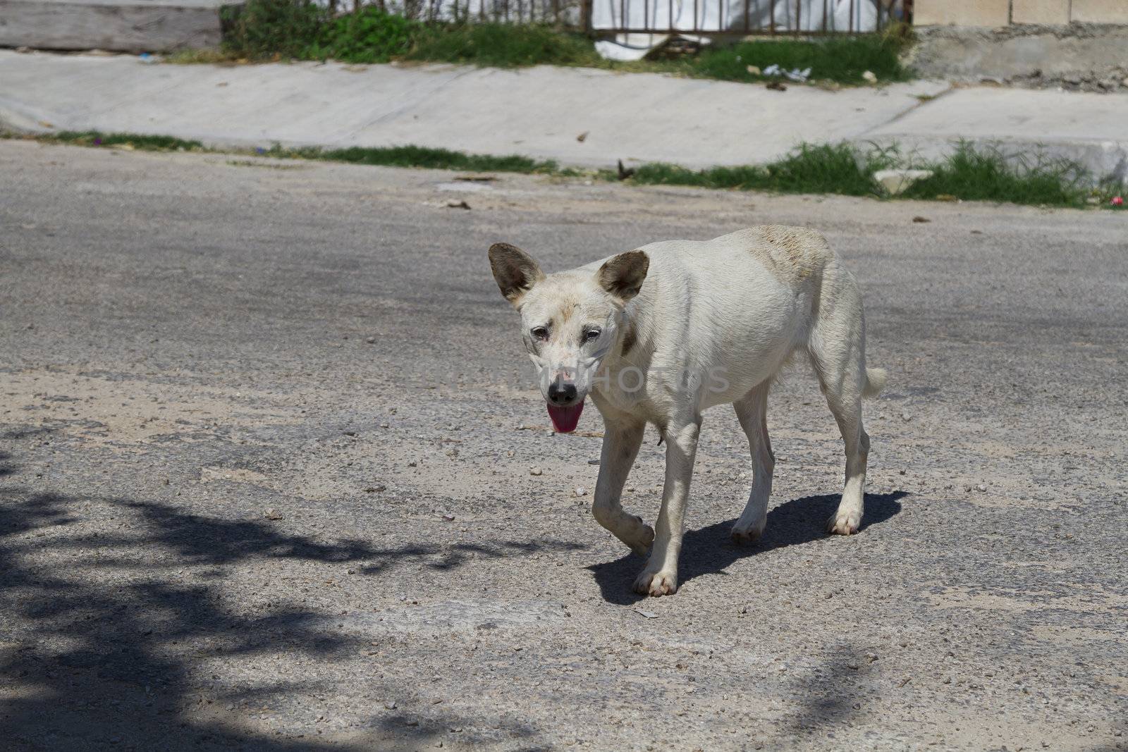 white stray dog walking the street of playa del carmen