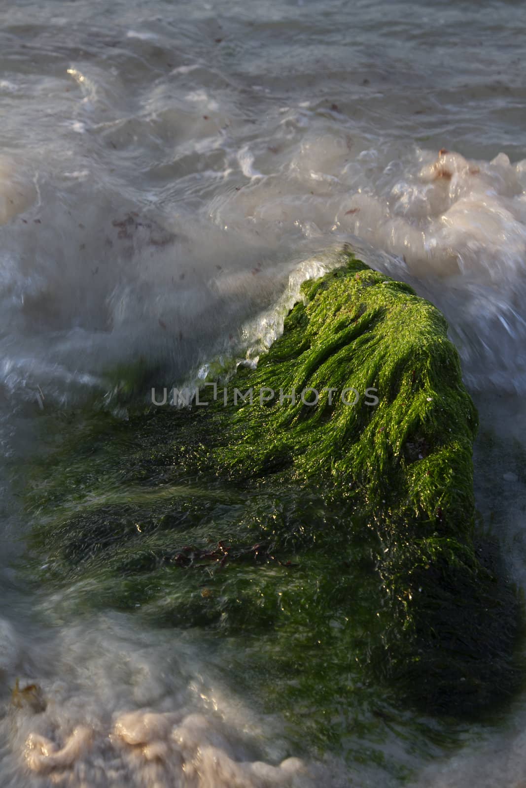 rock covered with green algea being pounded by waves