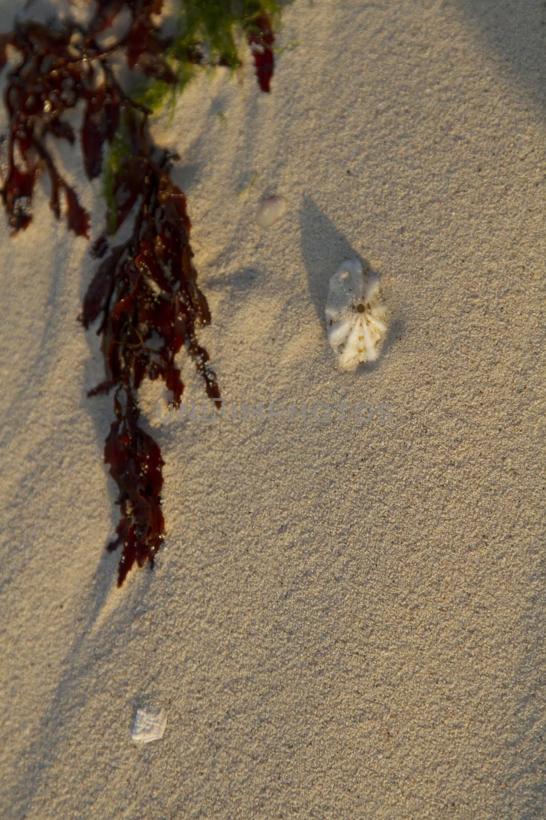 small sea shell in the sand beside red and green algea