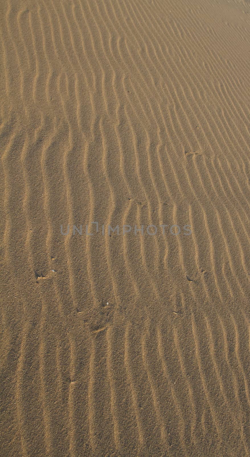 Wind blown sand at sunrise