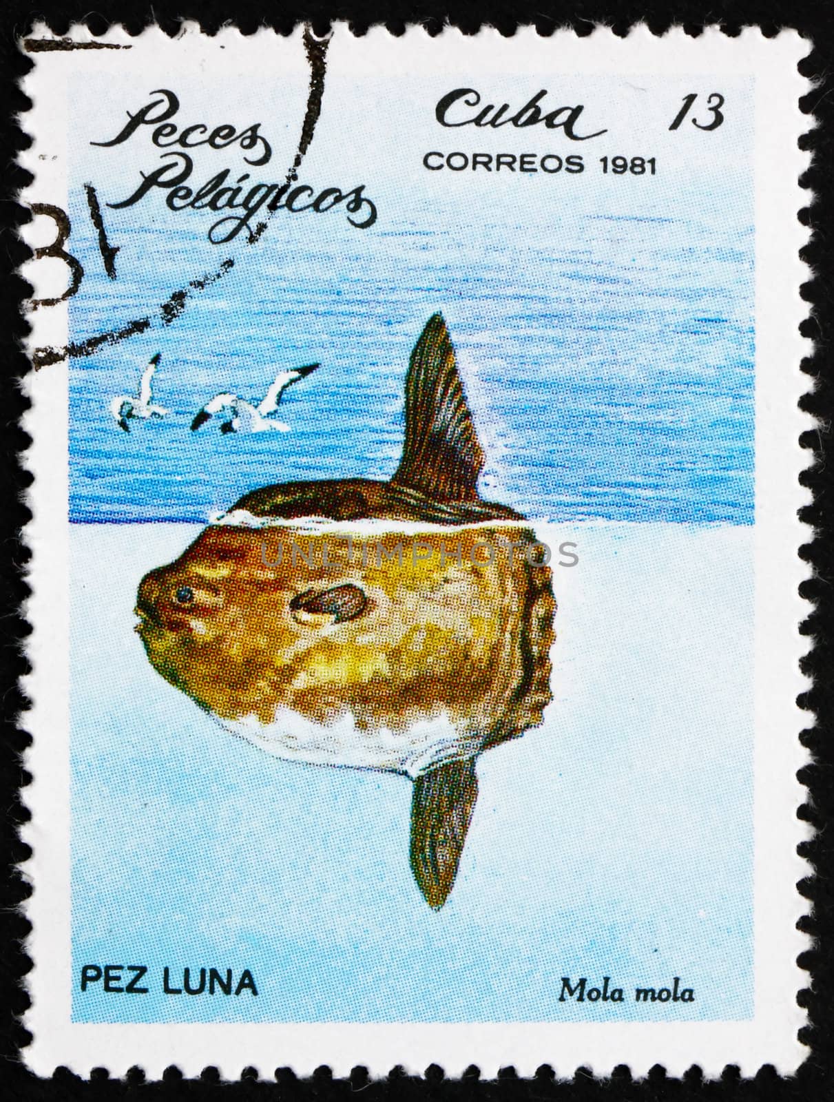 CUBA - CIRCA 1981: a stamp printed in the Cuba shows Ocean Sunfish, Mola Mola, Pelagic Fish, circa 1981
