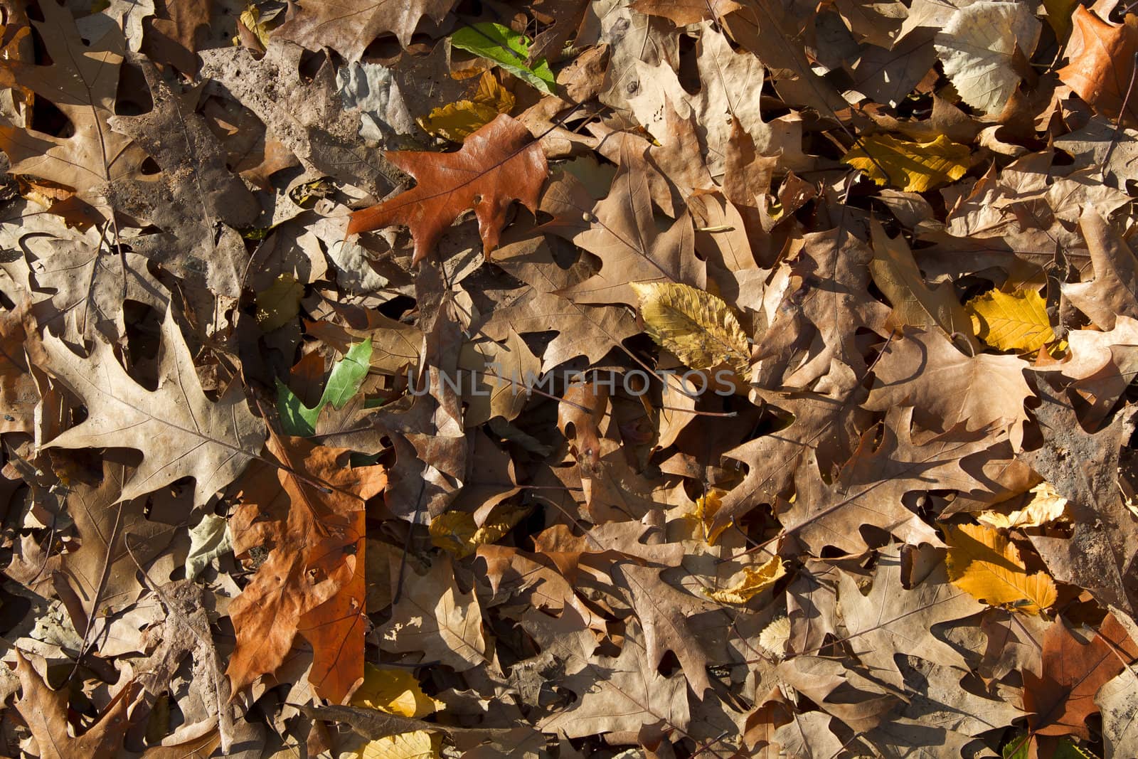 Bed of multicolored dried leaves 