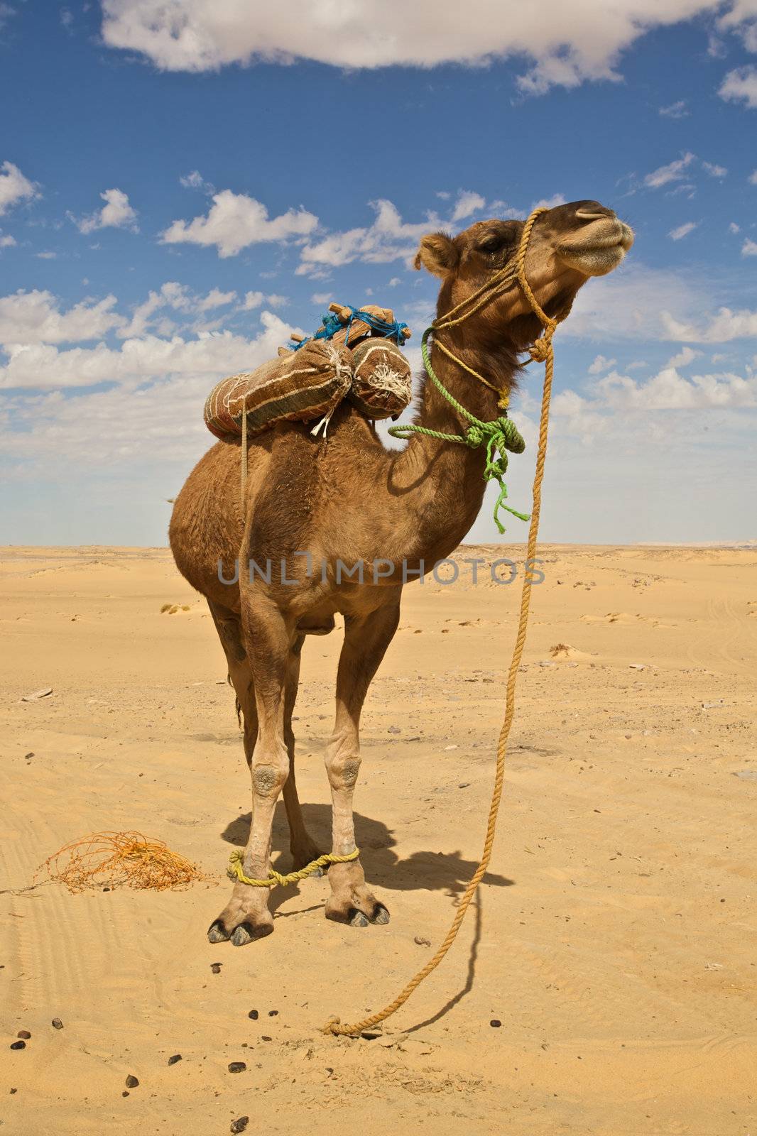 Egypt, camel in the Sahara desert