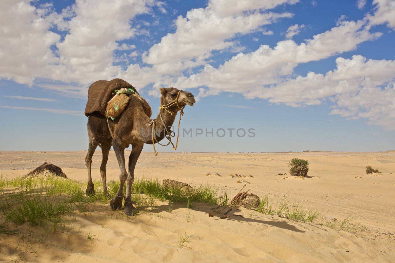 Camel in the Sahara by johanelzenga