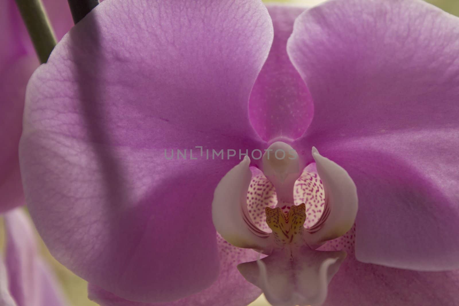 fine image of beautiful pink orchid can use like wallpaper