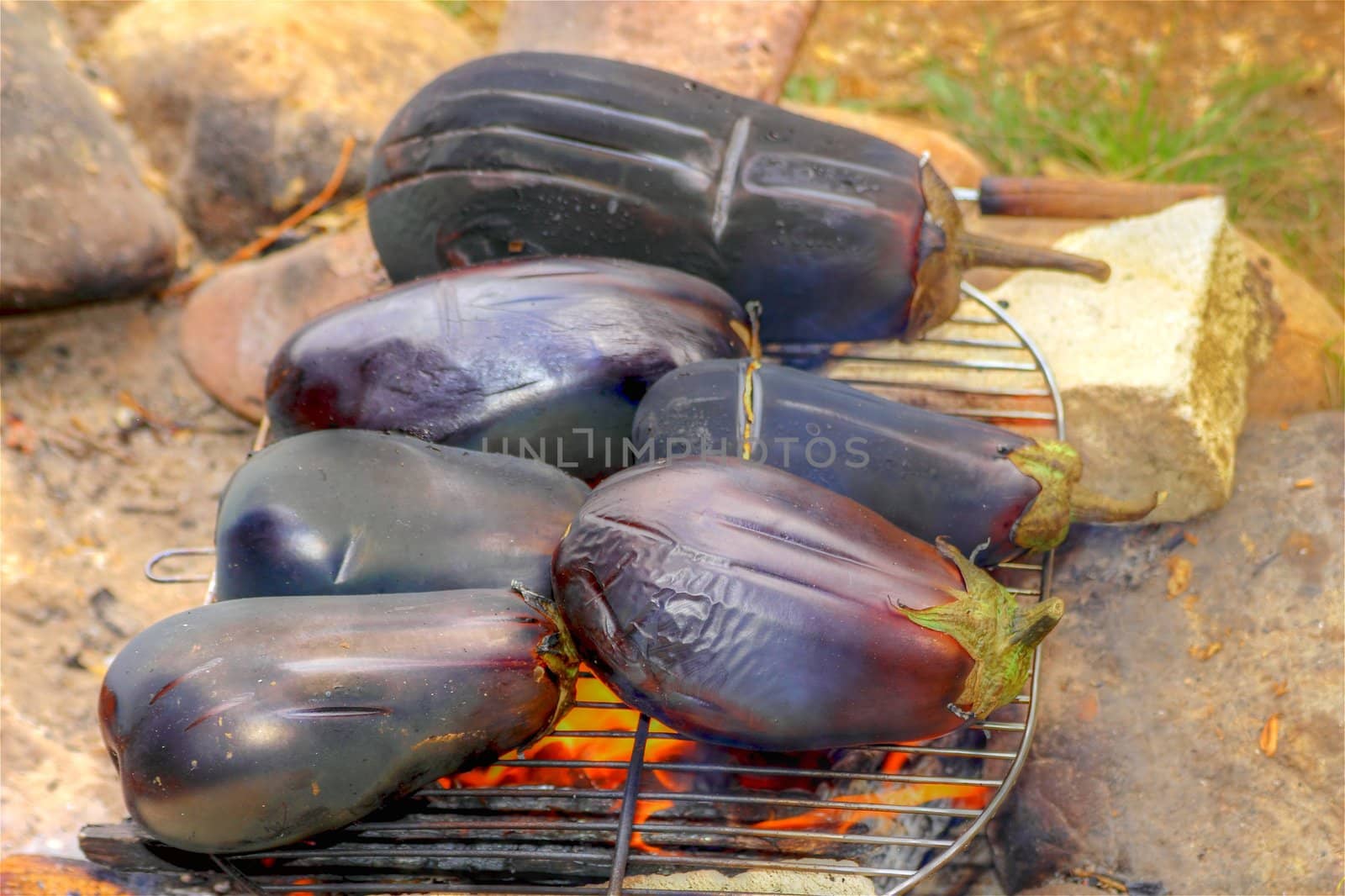 roasting eggplants upon a camp fire