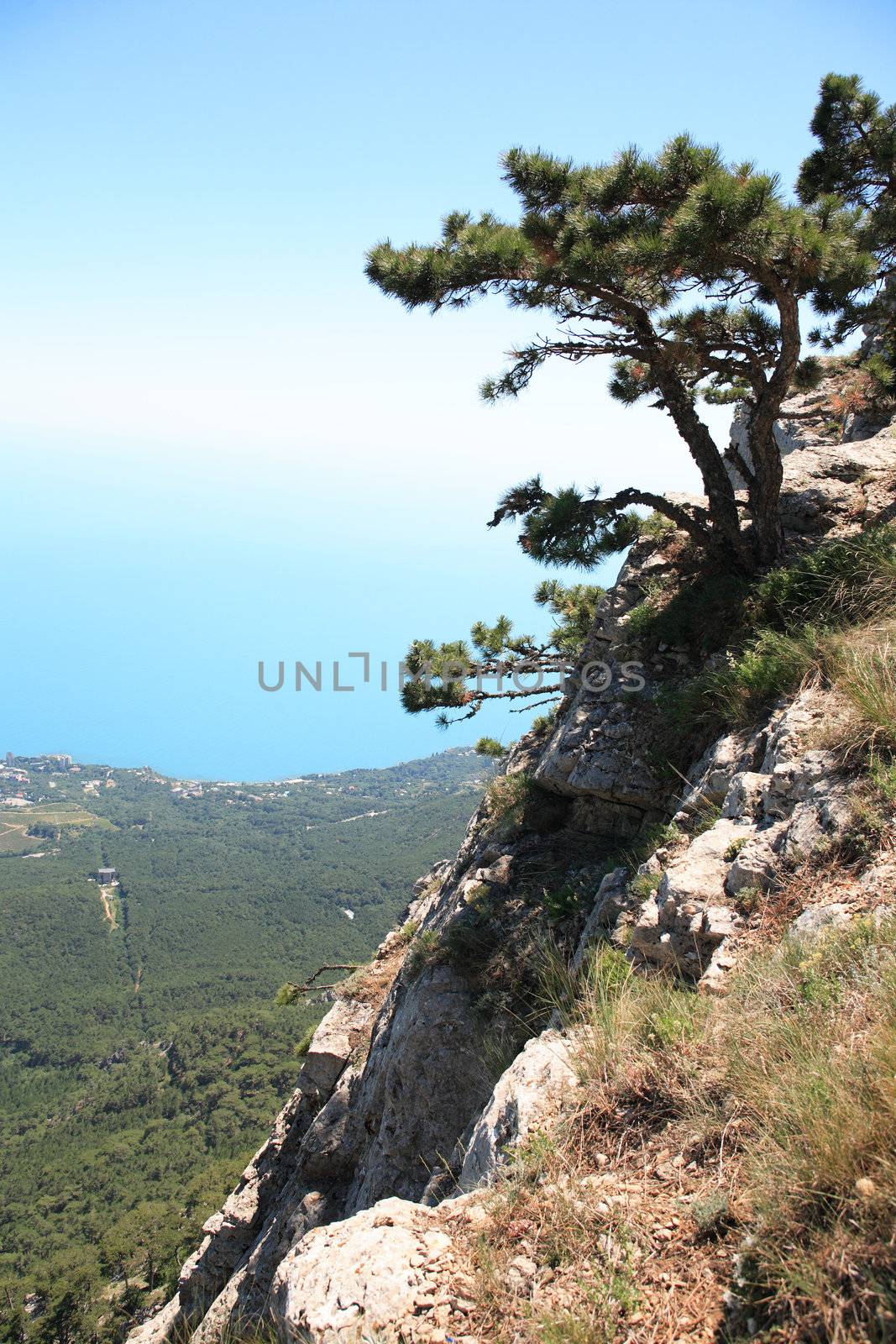 Pine on mountain peak on background with blue sea