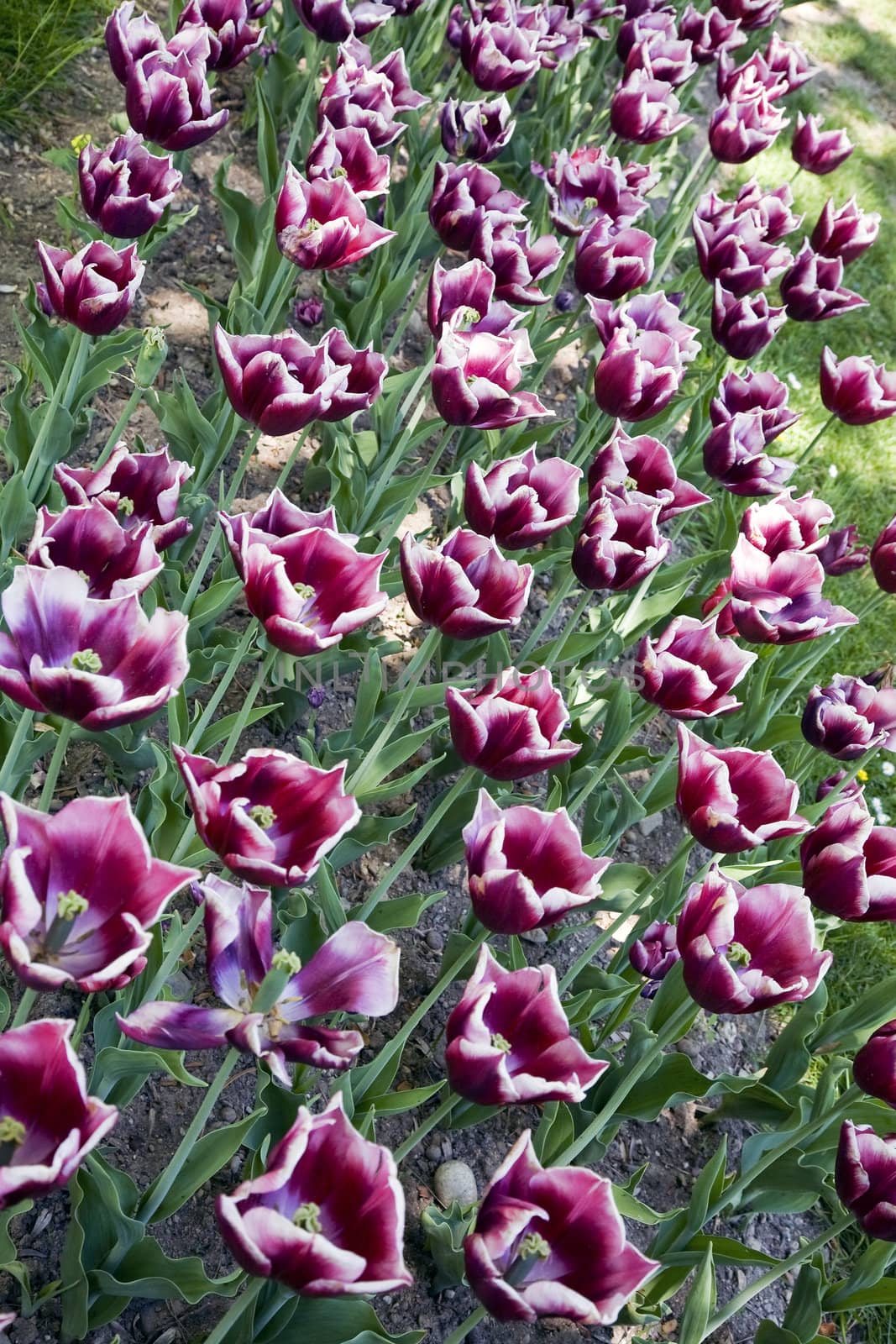 A bed of La Mancha tulips in a park.