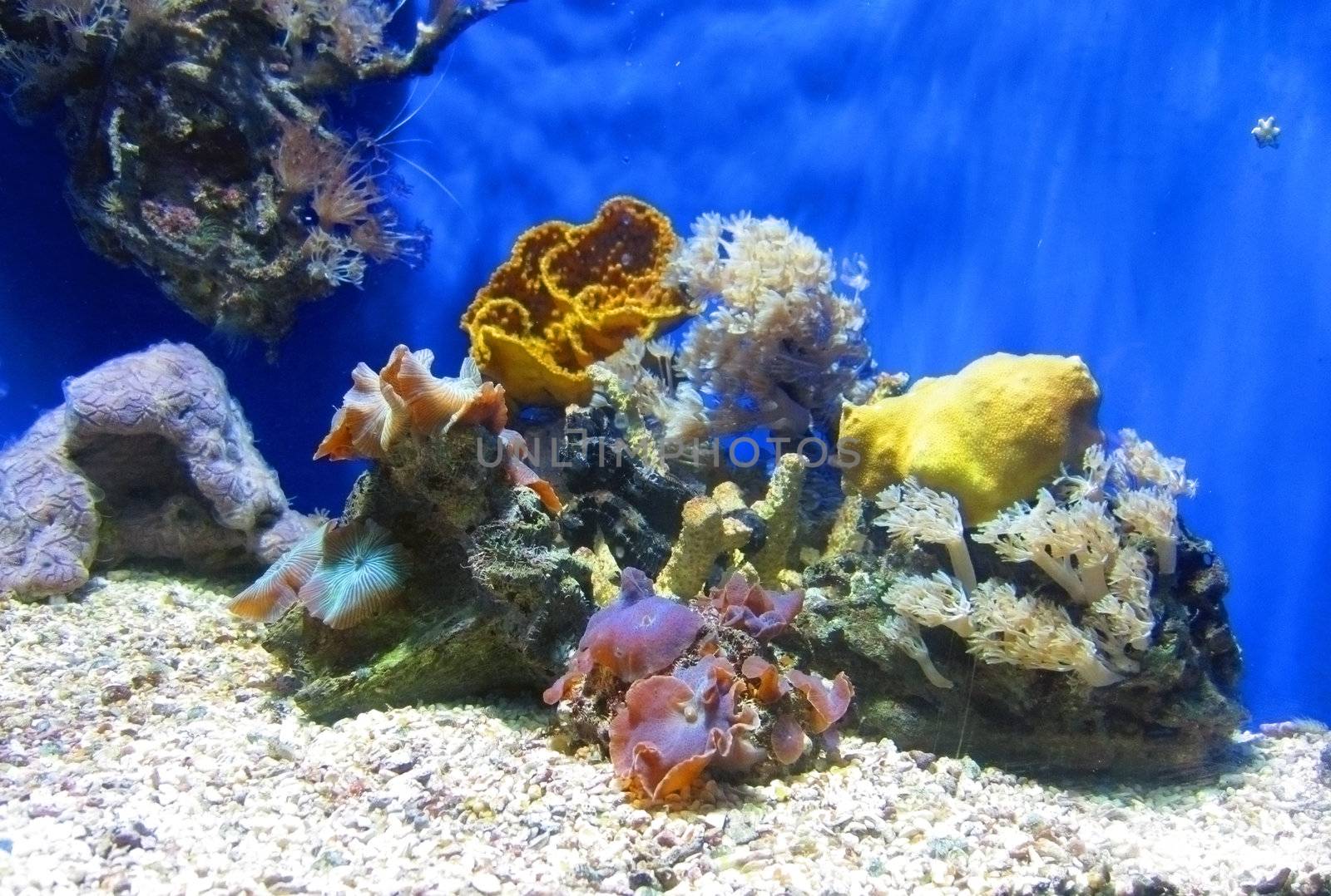 Aquarium in Monte Carlo