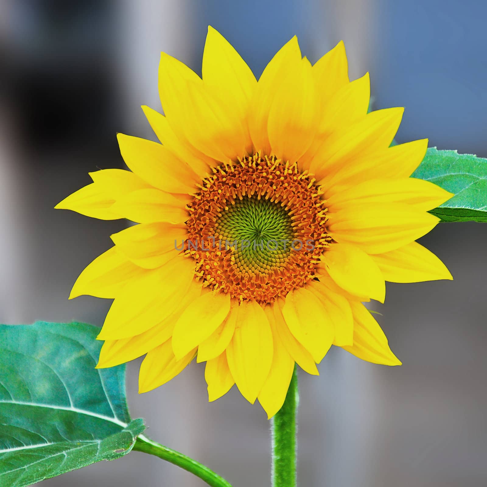 Bright yellow sunflower soon after it first opened.