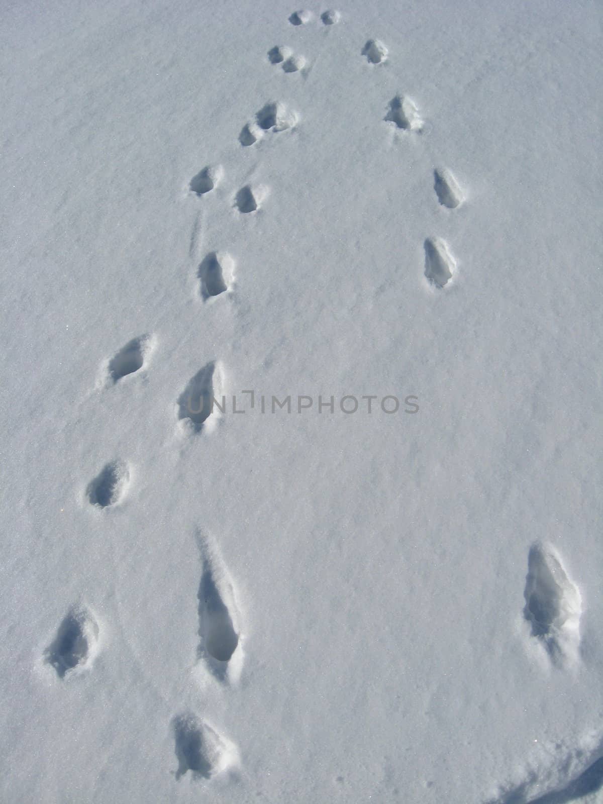Traces on a snow by alexmak
