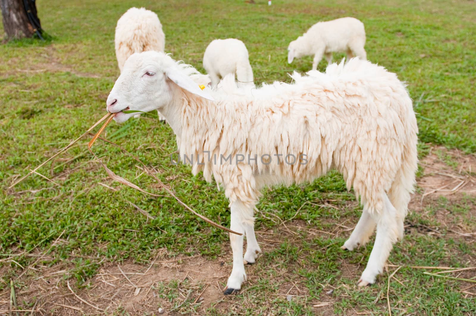 This picture  is white sheeps in a farm