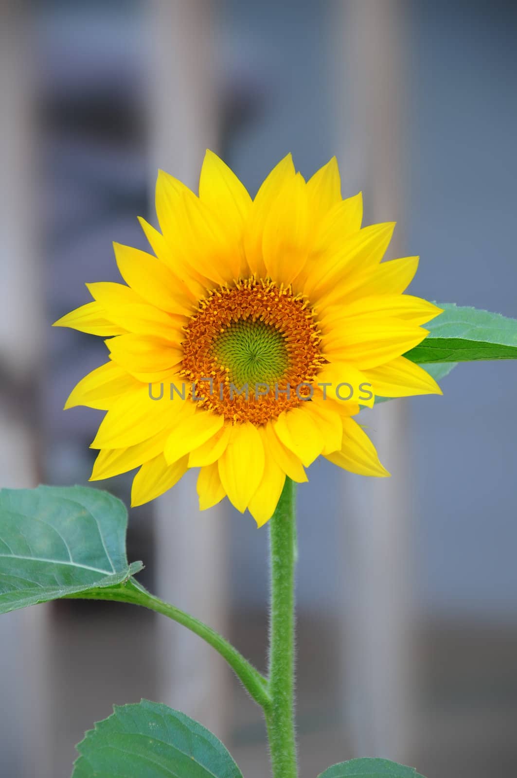 Beautiful yellow sunflower soon after it first opened.