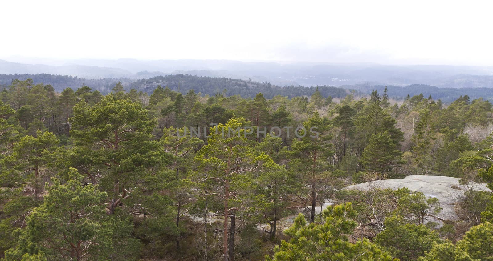 forested landscape in south norway with rock on right side