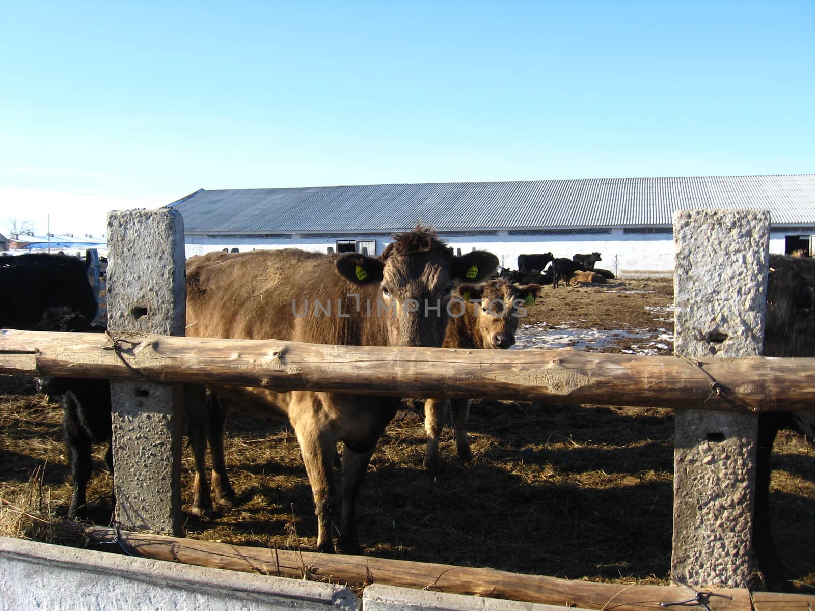 Brown cows on a farm by alexmak