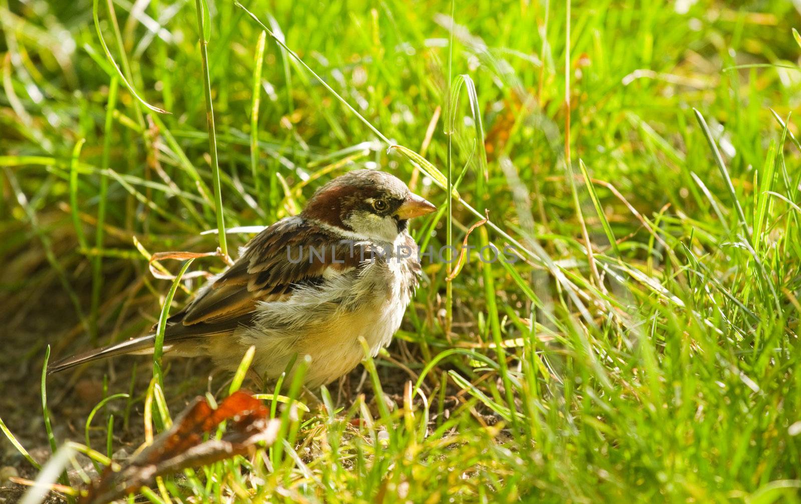 House sparrow or Passer domesticus feeding by Colette