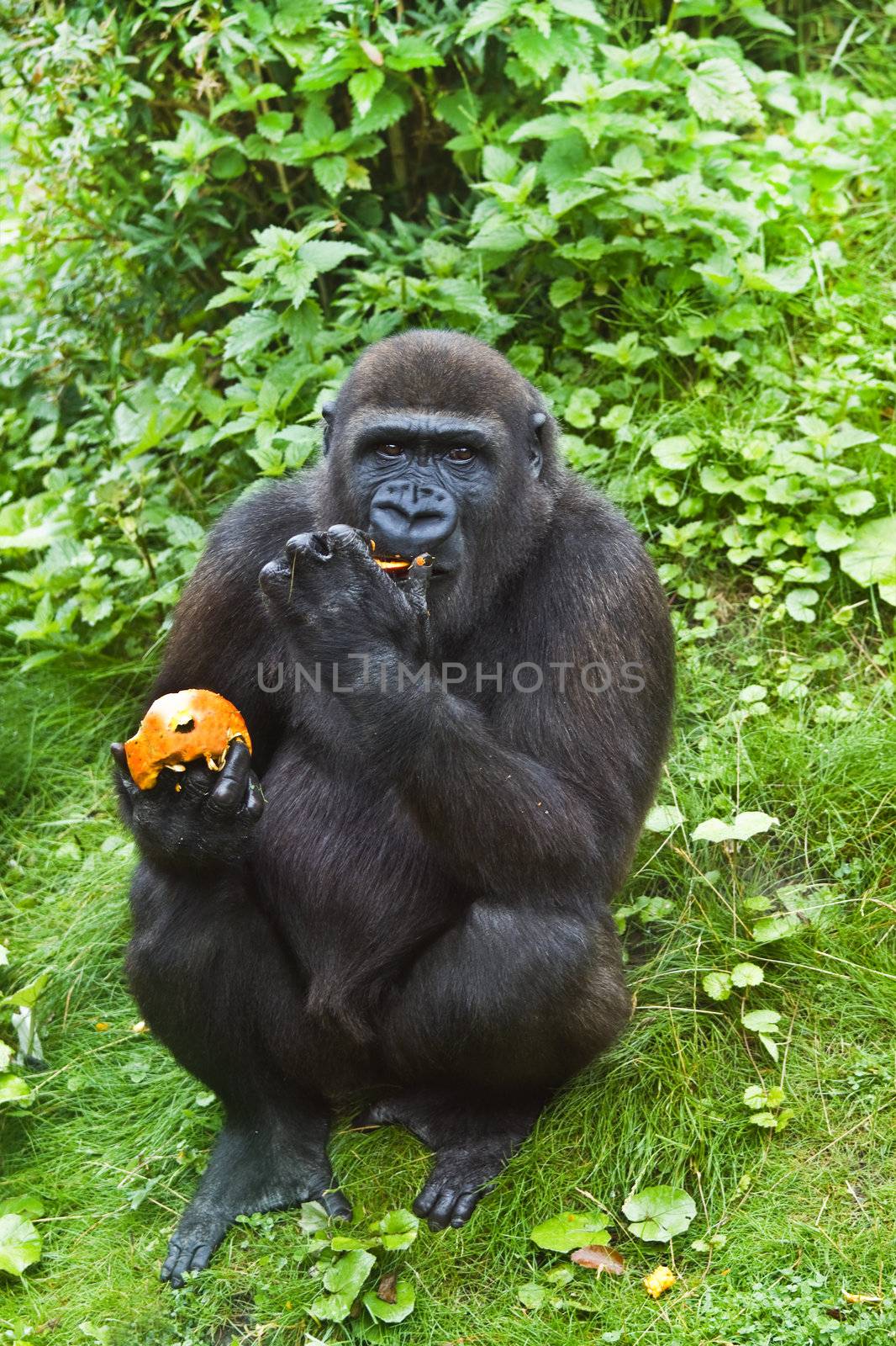 Young gorilla eating fruit by Colette