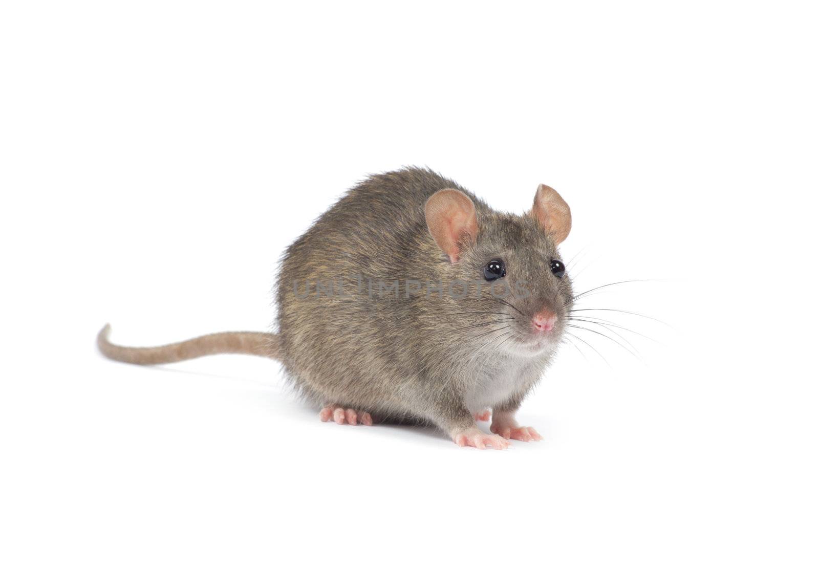 rat isolated on white background