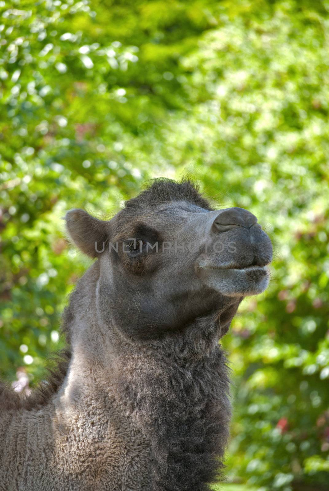 Brown camel looking into the camera, green background