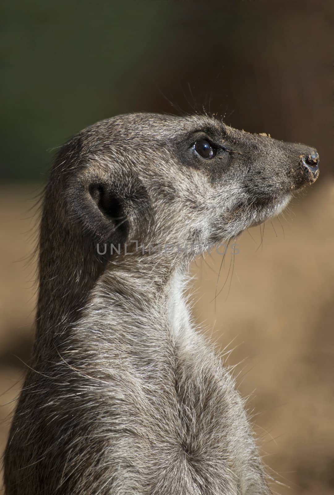 Meerkat or suricate, Suricata suricatta, small mammal belonging to the mongoose family