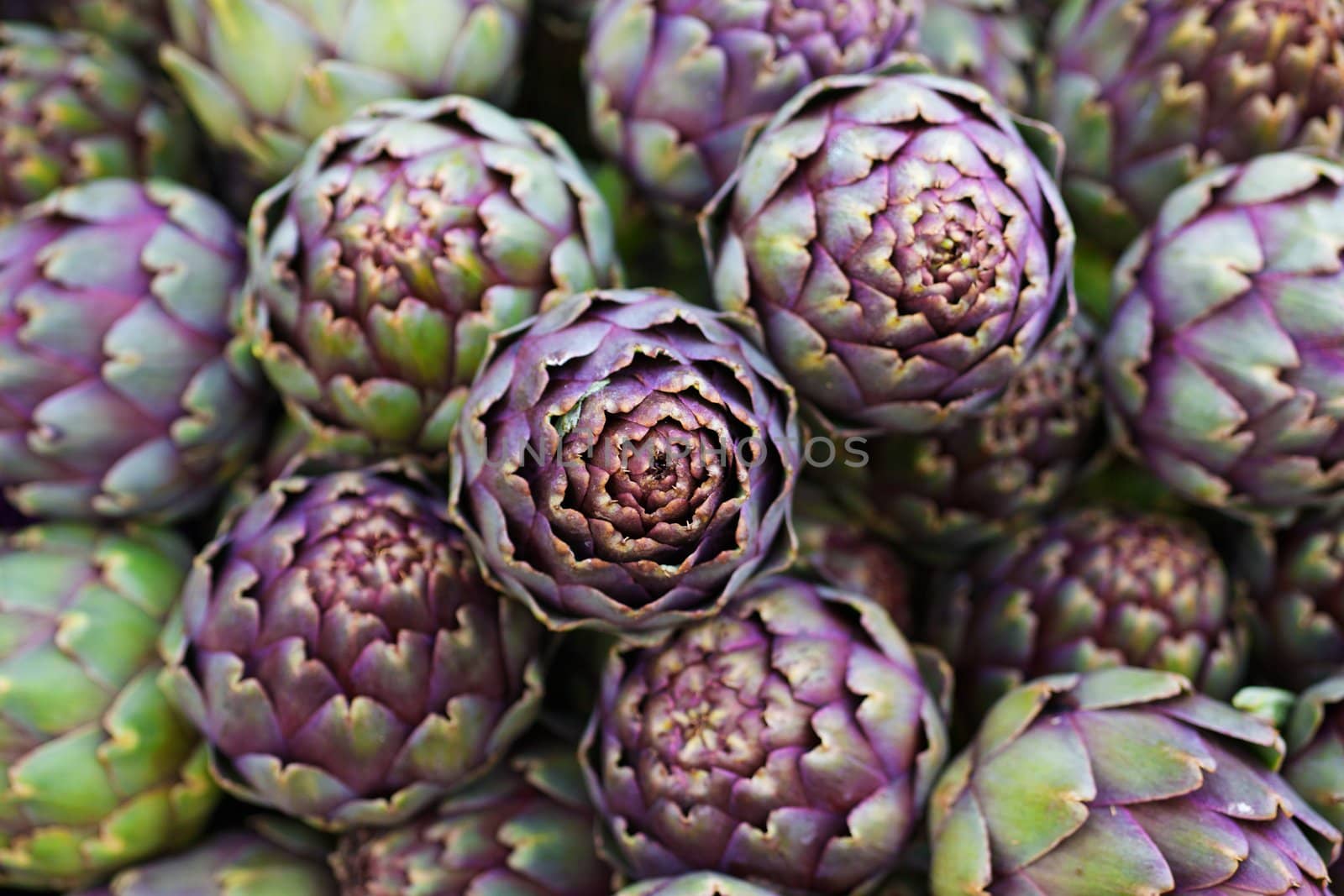 Pile of green and purple Italian Artichokes at the farmers market