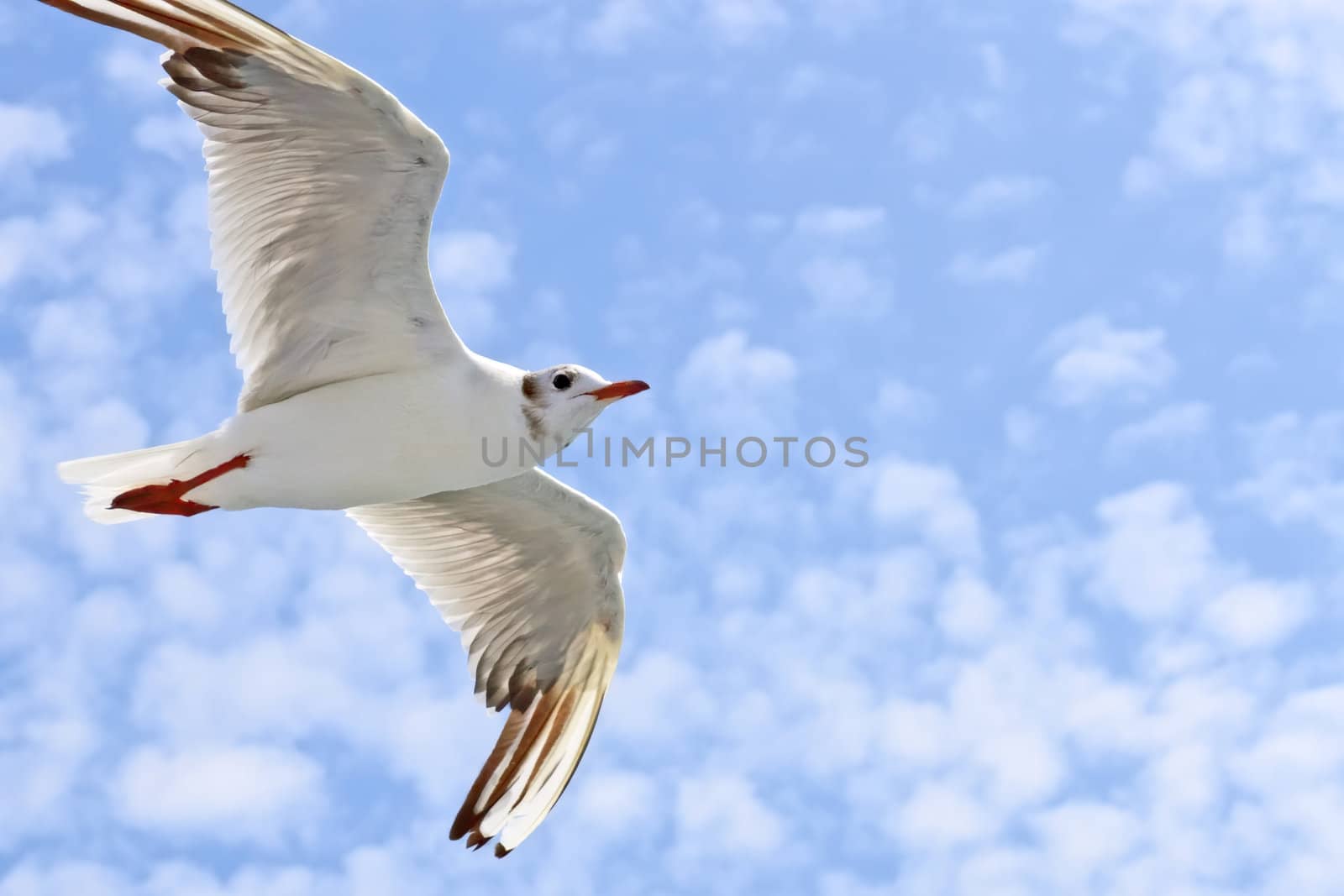 Seagulls flight by qiiip