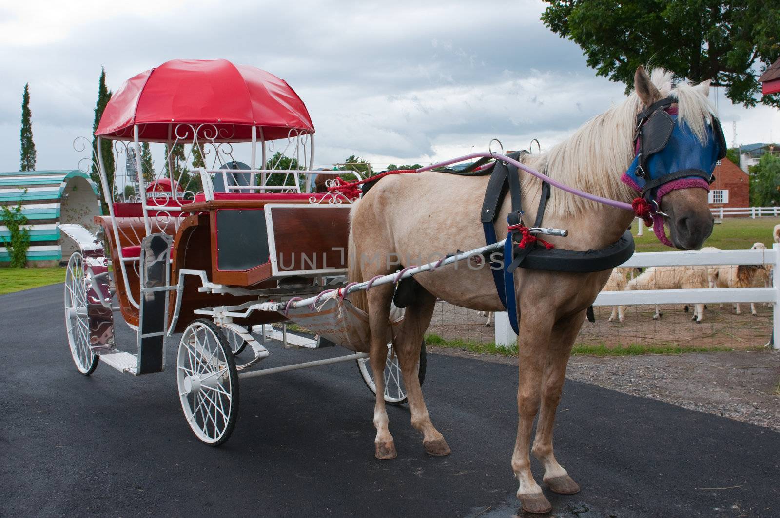 a horse with vintage horse carriage