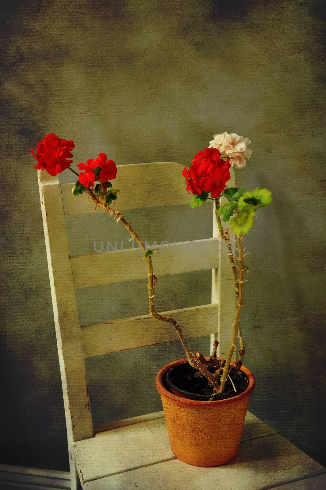 Geranium in a clay pot on an old chair, textured vintage style.