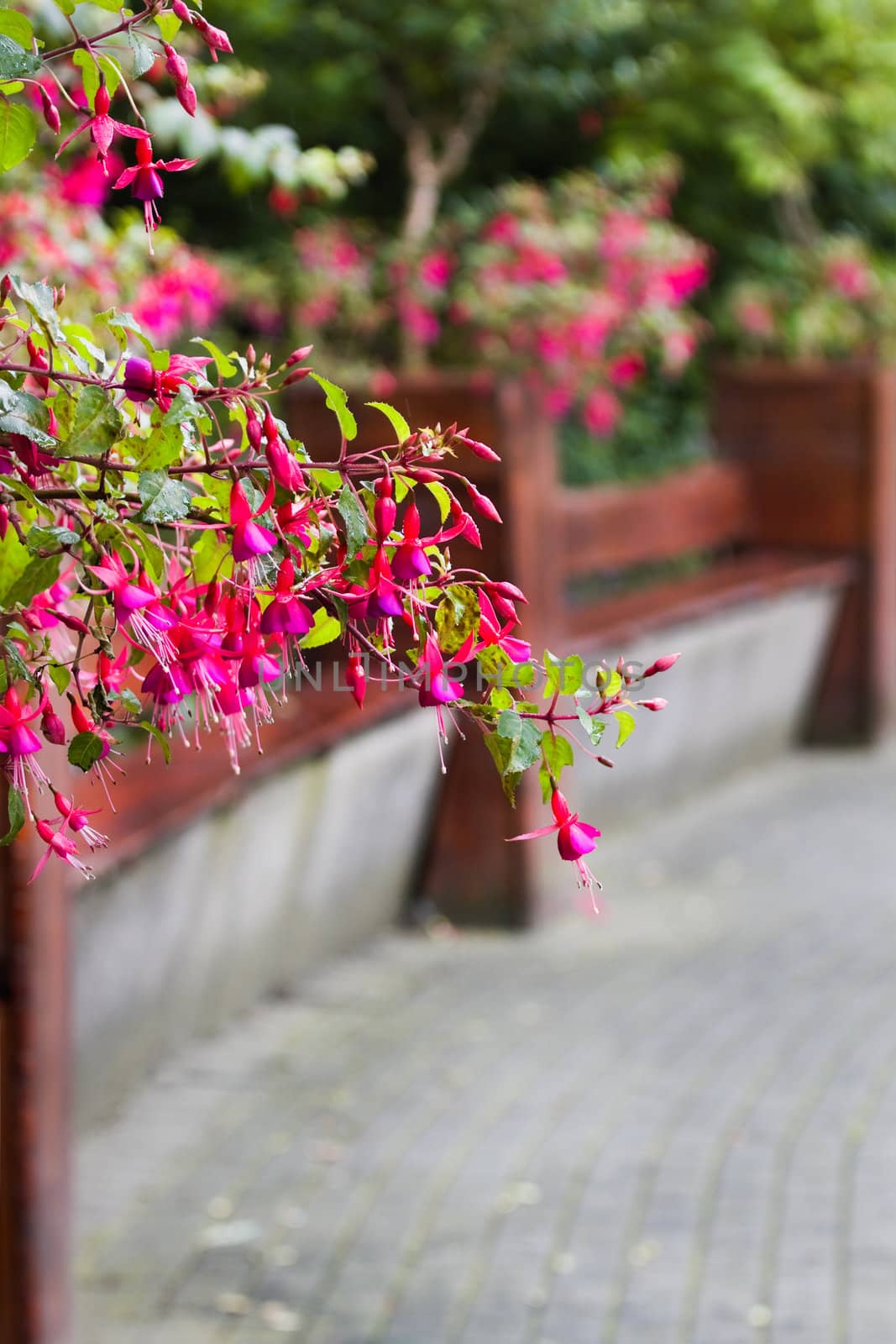 Benches in park with fuchsia flowers by Colette