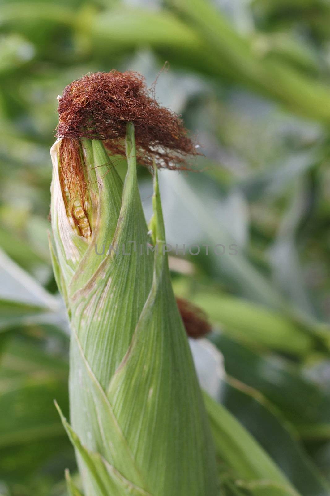 Corn field ready for harvest. Summertime plantation