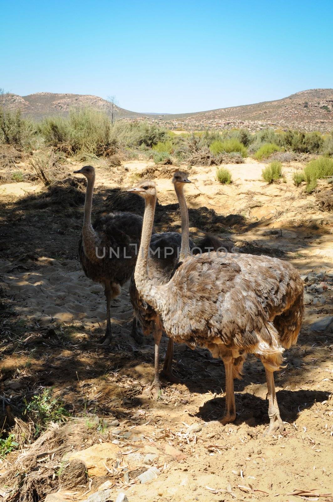 Three wild African ostriches (Struthio camelus) in bush, South Africa