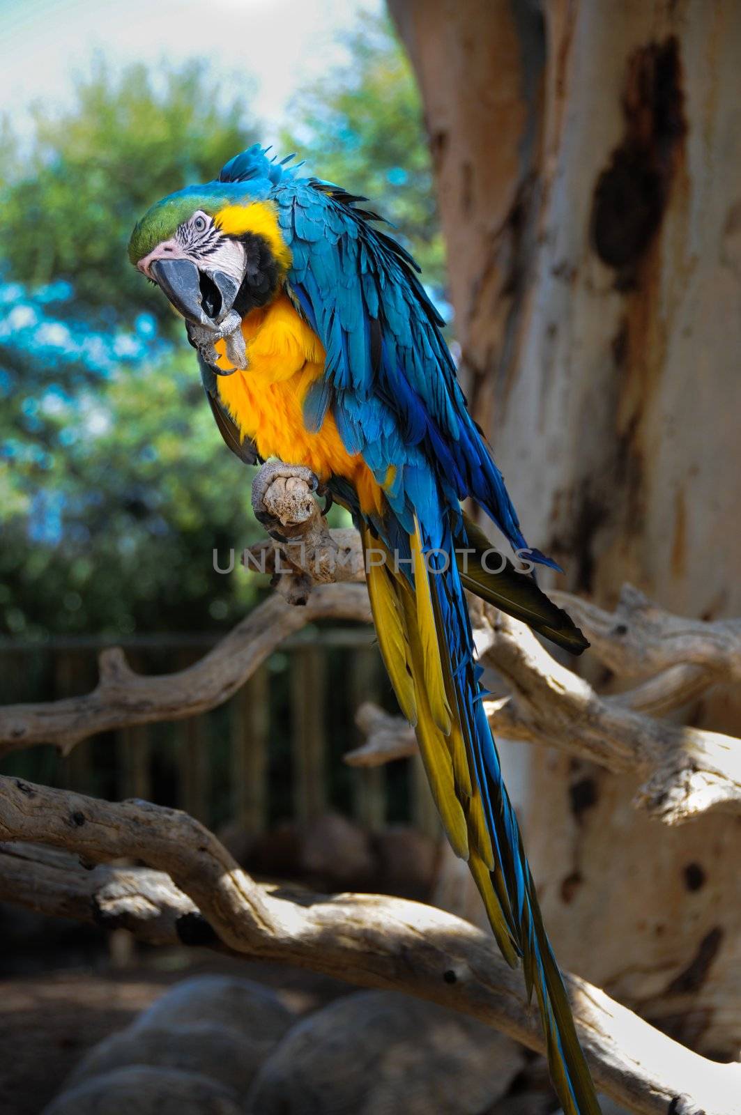 Curious blue-and-yellow macaw, Ara parrot (Psittacidae)