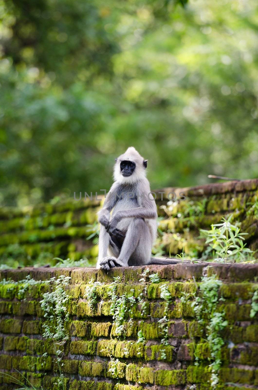 Monkey on the ancient wall in a tropical forest by iryna_rasko