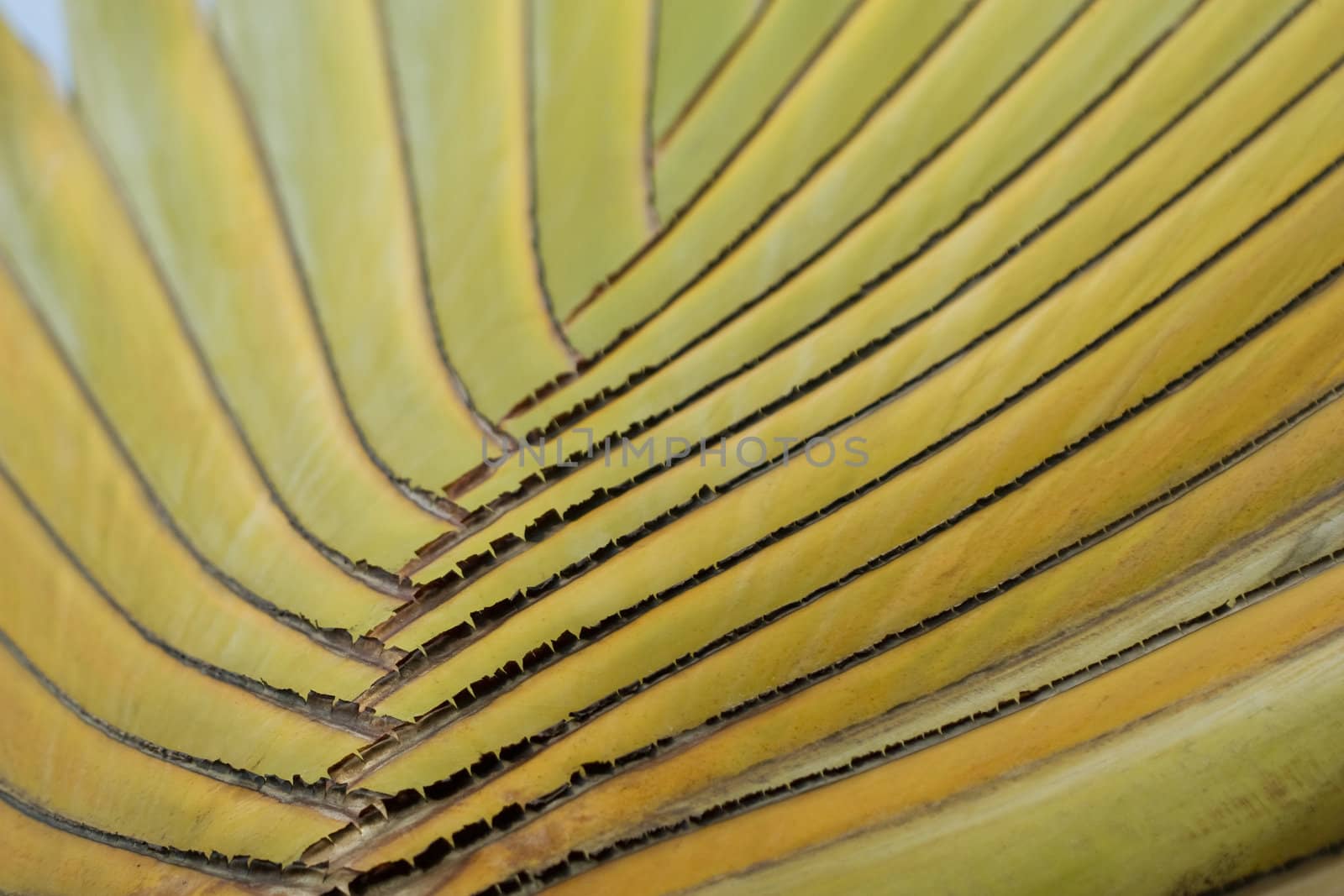 Detail of Traveller's Palm