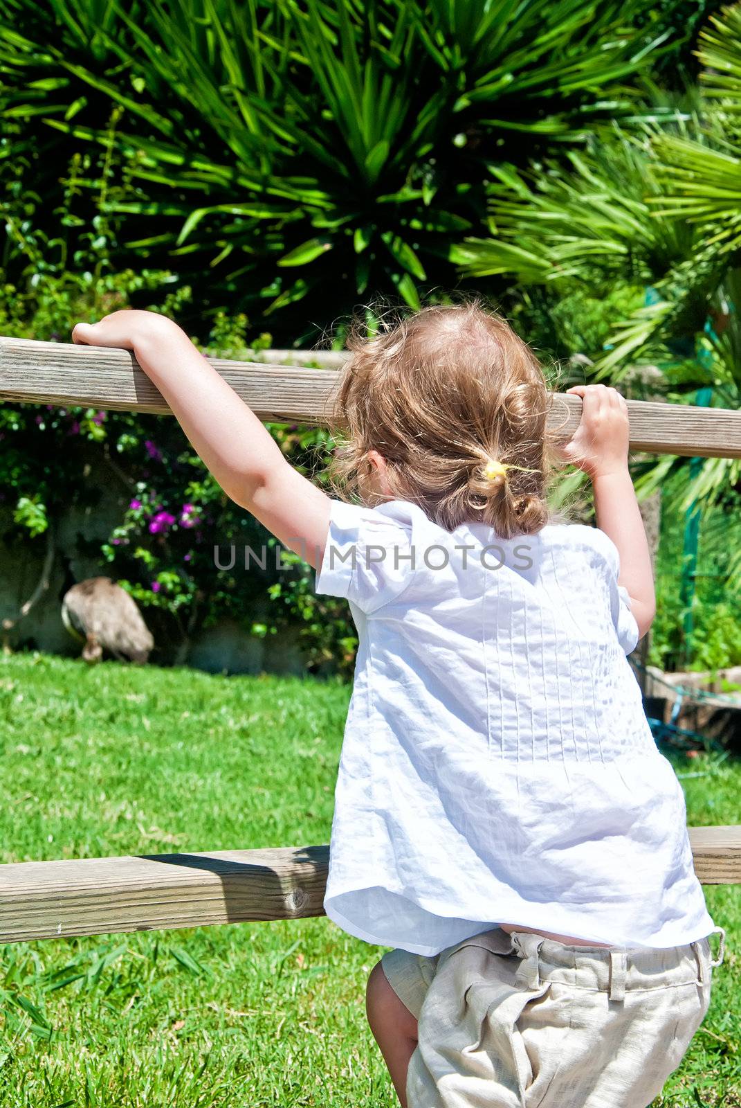 Little girl looking at animals in the zoo