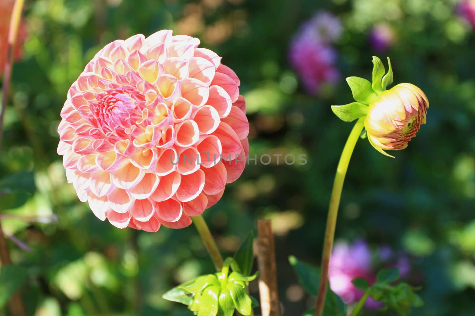 Dahlia Flower
