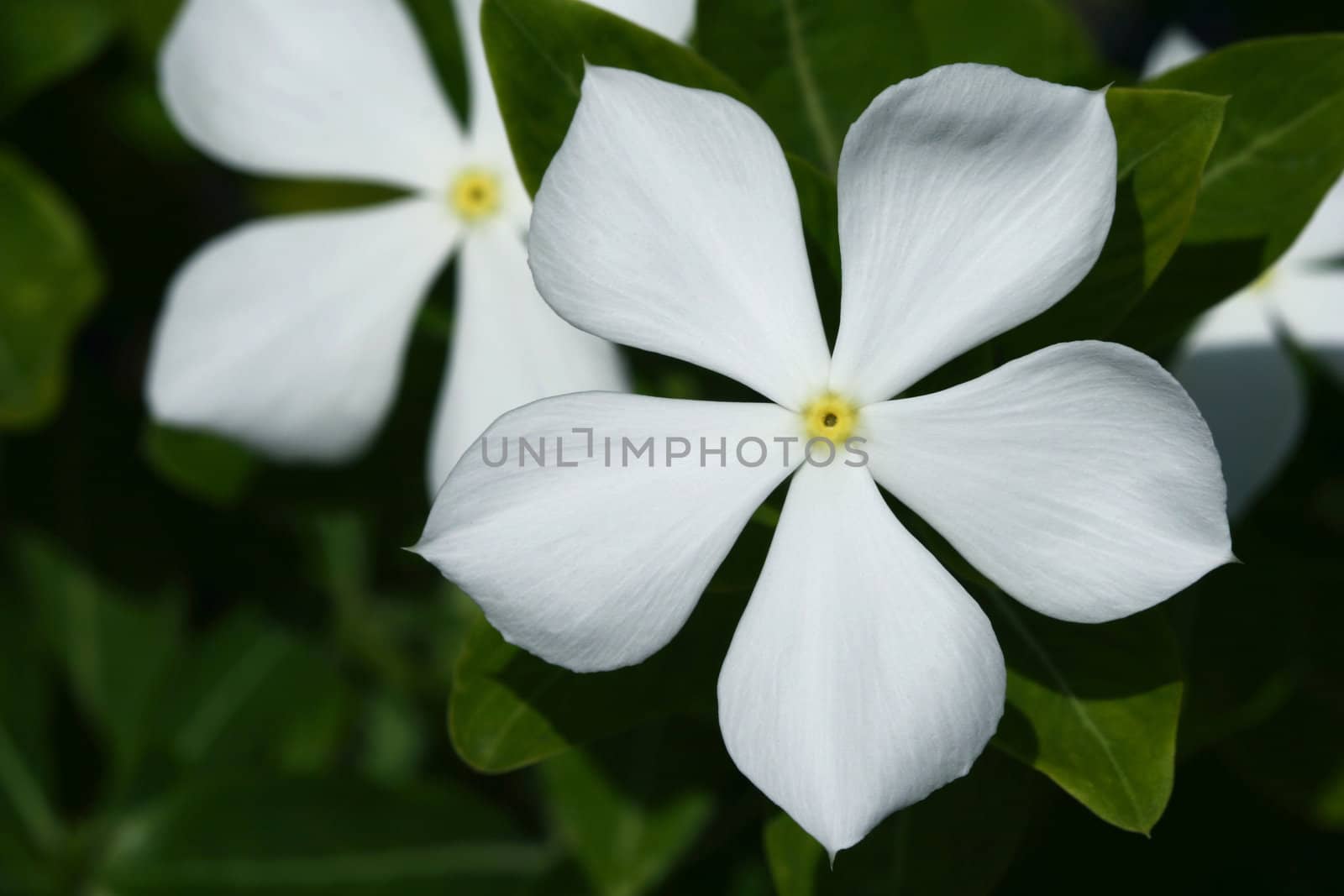 White Flower