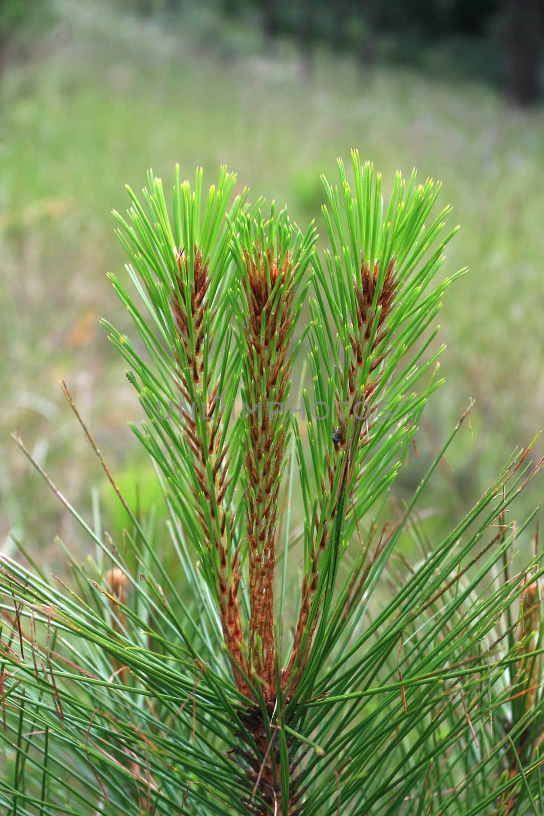 Pine