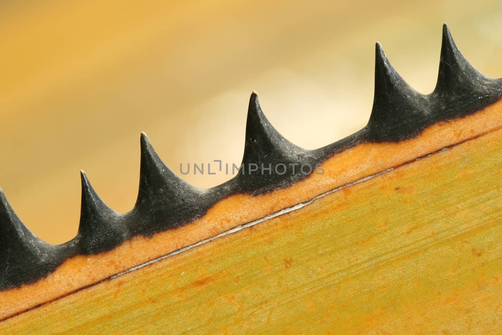 Palm Thorns