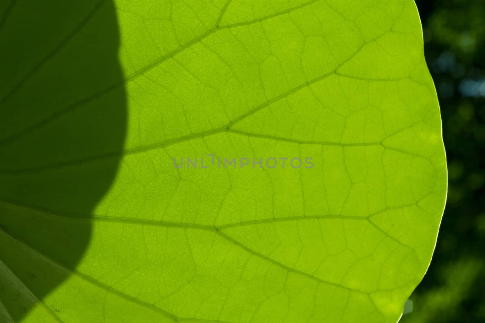 Green Leaf Texture