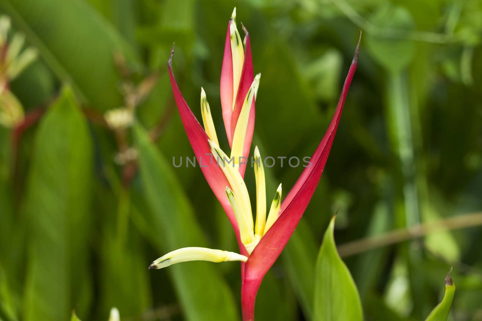 Tropical Red And Yellow Flower